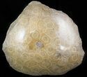 Polished Fossil Coral Head - Morocco #44916-1